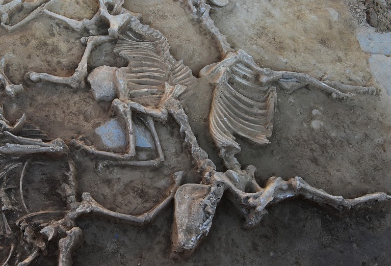 Close-up of equine bones 35 and 36 in Casas del Turuñuelo site (Badajoz, Spain). Iron Age.