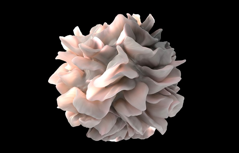 Micrograph showing the sheet-like cellular extensions on a dendritic cell.