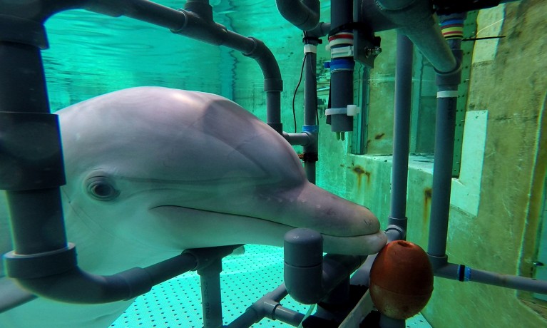 Dolphin Donna stations herself inside the experimental apparatus waiting for an electric stimulus to be presented.
