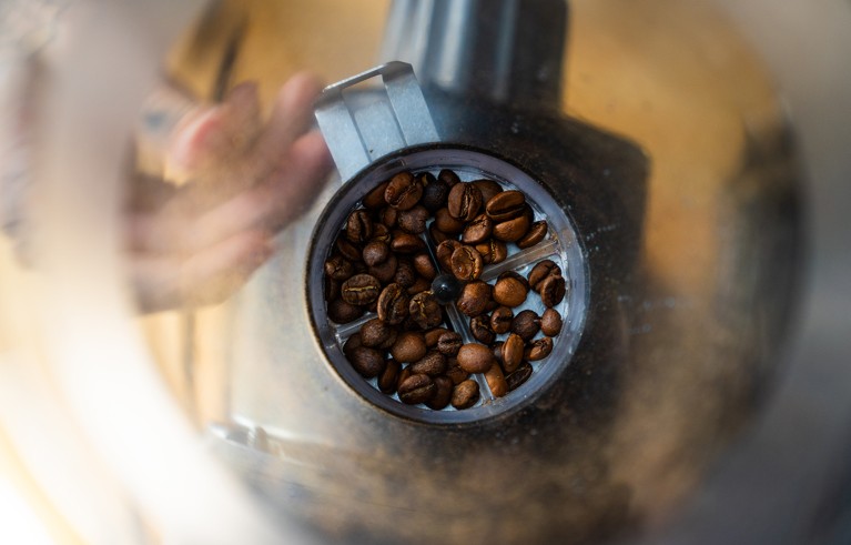 Wet coffee beans entering the grinding hopper.