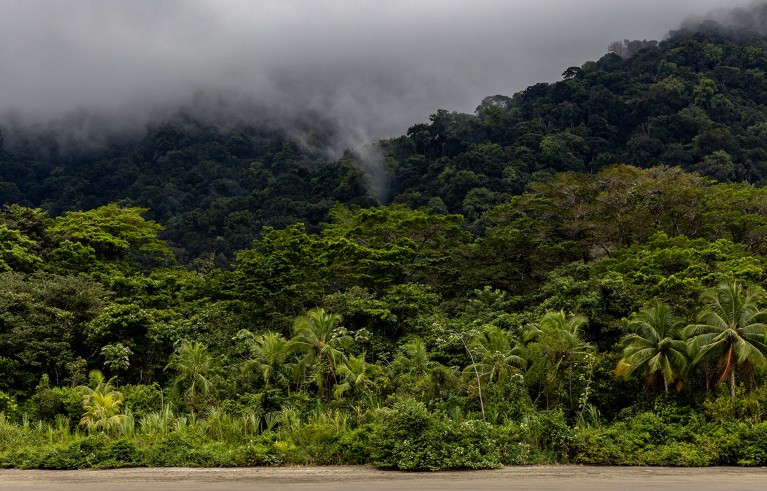 The rainforest of Colombia's Utria National Park.