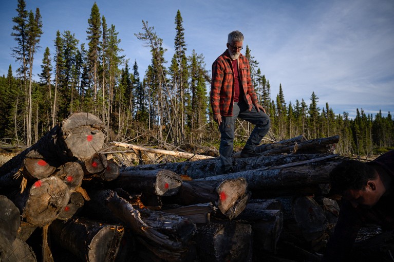 Louis De Grandpré looks at felled trees in an area undergoing salvage logging efforts in the Canadian boreal forest of the La Haute-Côte-Nord municipality west of Baie-Comeau, Quebec.