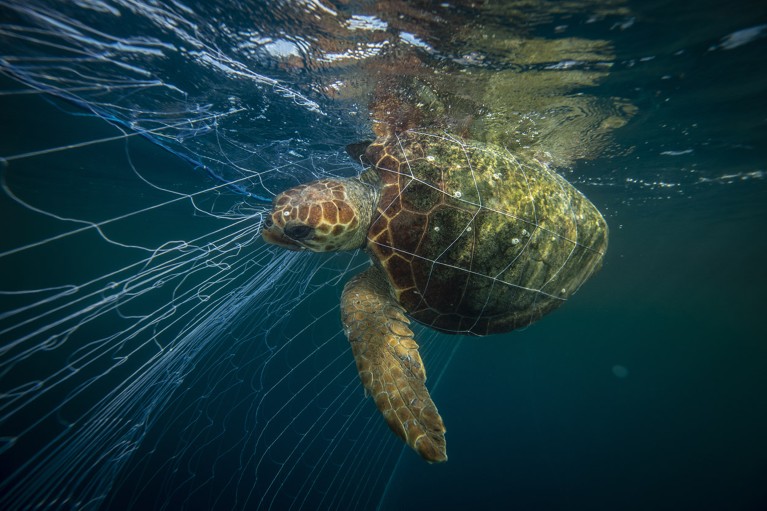 A Loggerhead sea turtle is seen covered with fishing net off the coast of Turkey.