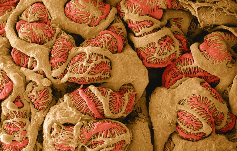 Coloured scanning electron micrograph (SEM) of tissue from a healthy kidney, showing the glomerular structure.