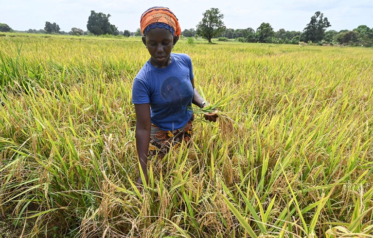 A woman harvests rice in a rice paddy near Korhogo on November 18, 2023.