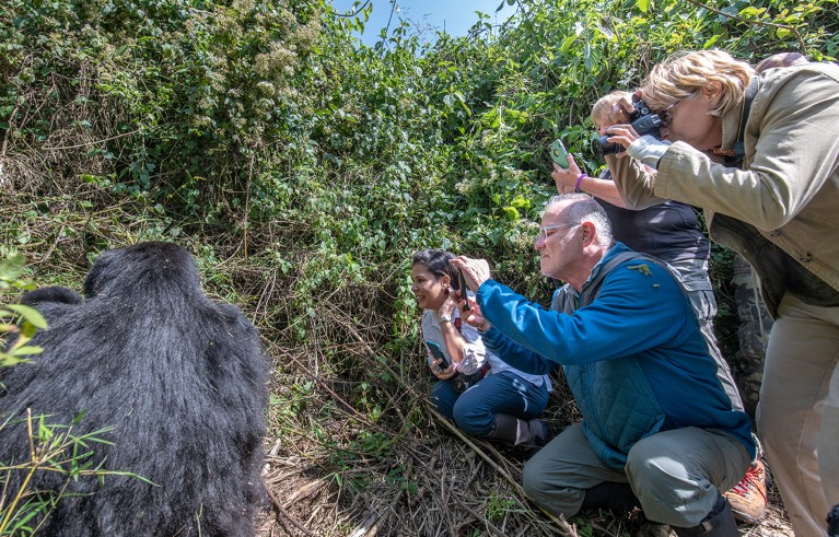 Tourists look at and photograph a Mountain Gorilla of the Muhoza group in Volcanoes National Park, Rwanda.