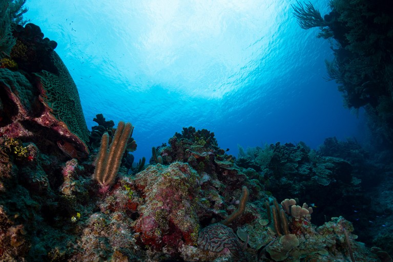 A view deep underwater of the coral reef off the coast of Grand Cayman, in Cayman Islands.