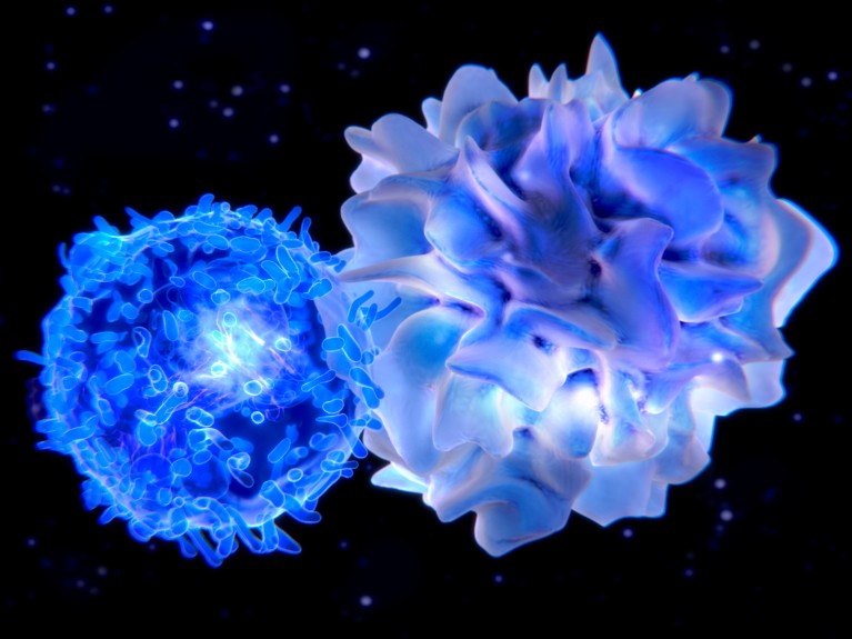 Computer illustration of a dendritic cell and a t-cell interacting