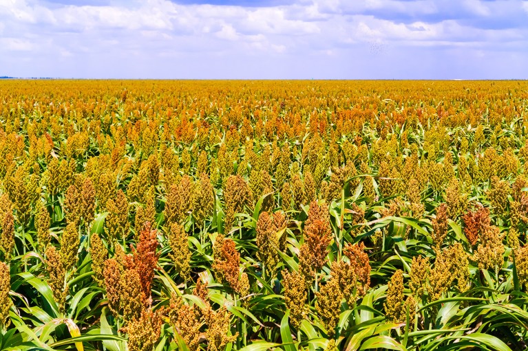 A field of Sorghum plants in Botswana.