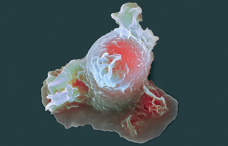 Coloured scanning electron micrograph (SEM) of a neutrophil white blood cell. White blood cells are part of the body's immune system.