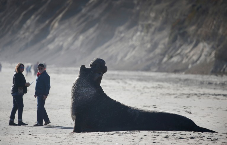 Visitors keep a safe distance from a vocalizing elephant seal bull at Drakes Beach in Point Reyes National Seashore on Wednesday, Dec. 23, 2020.