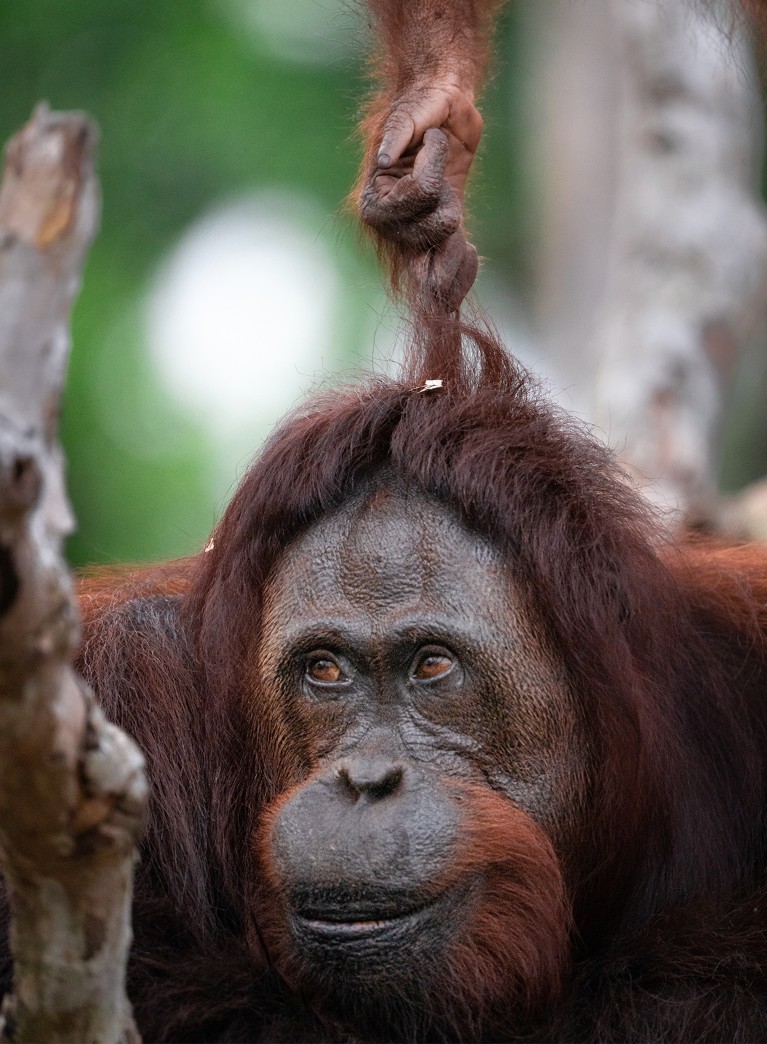 Juvenile orangutan pulling its mother's hair.