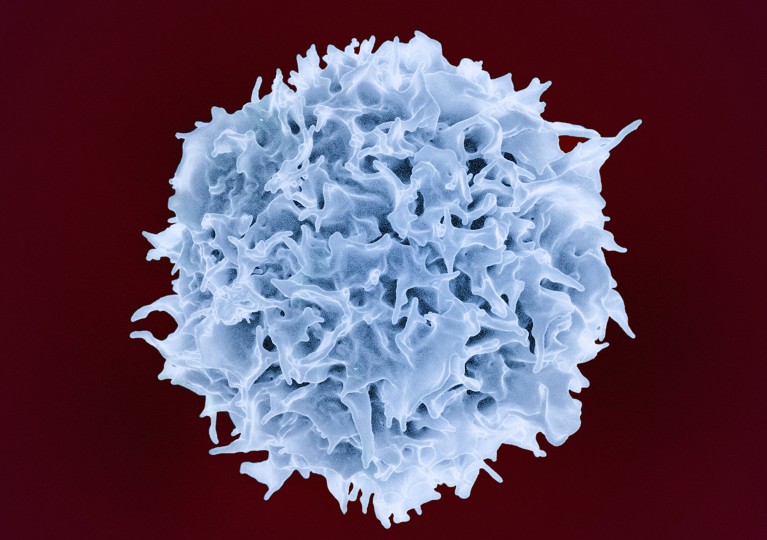 T lymphocyte, SEM. Coloured scanning electron micrograph (SEM) of a T lymphocyte (type of white blood cell). T lymphocytes are immune cells, involved in destroying infected or cancerous cells, both directly and by coordinating their destruction.