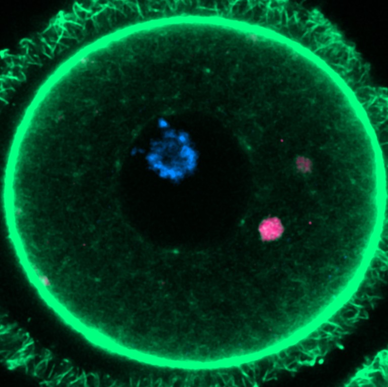 ELVAs (magenta) pictured inside a mouse oocyte using fluorescent dyes.