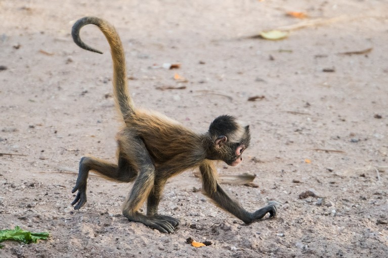 A young Geoffroy's spider monkey, also known as the black-handed spider monkey.