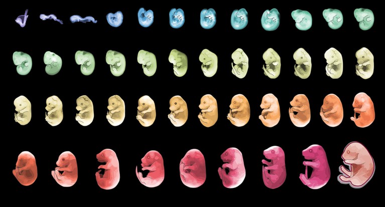 A grid of images of a mouse embryo at different stages of development each coloured differently