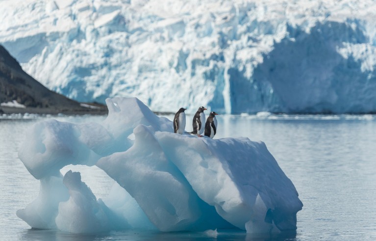 Three Gentoo penguins stand together on top of a small melting iceberg off the coast of King George Island, Antarctica.