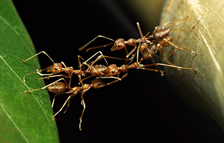 Ant bridge (ants crossing to other side in harmony).