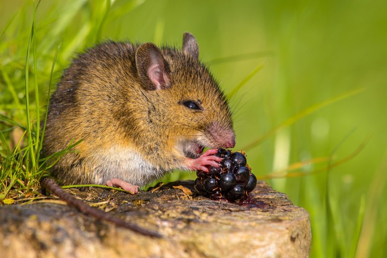 Wild field mouse (Apodemus sylvaticus) eating a blackberry on a log with green background.