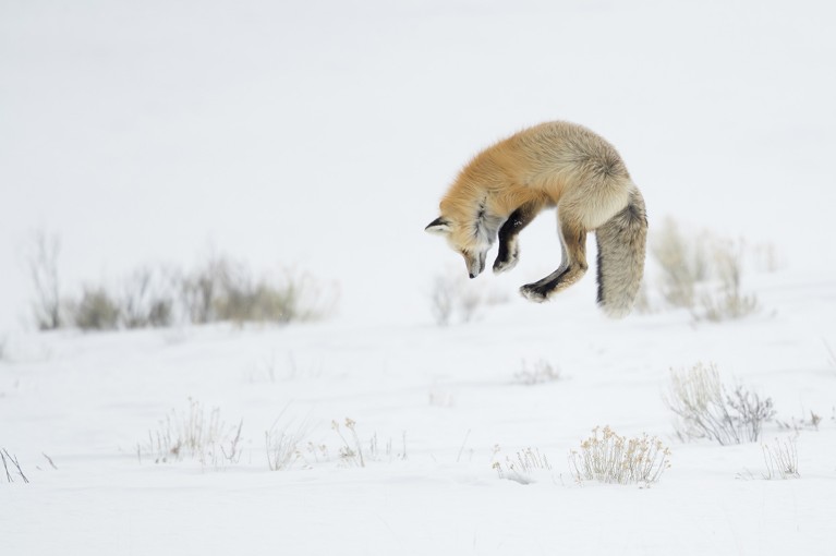 A red fox (Vulpes vulpes) jumping in snow at Yellowstone National Park, Wyoming, U.S.