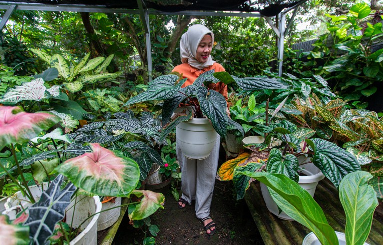 Plants care activity at home (watering, cleaning, and cutting).