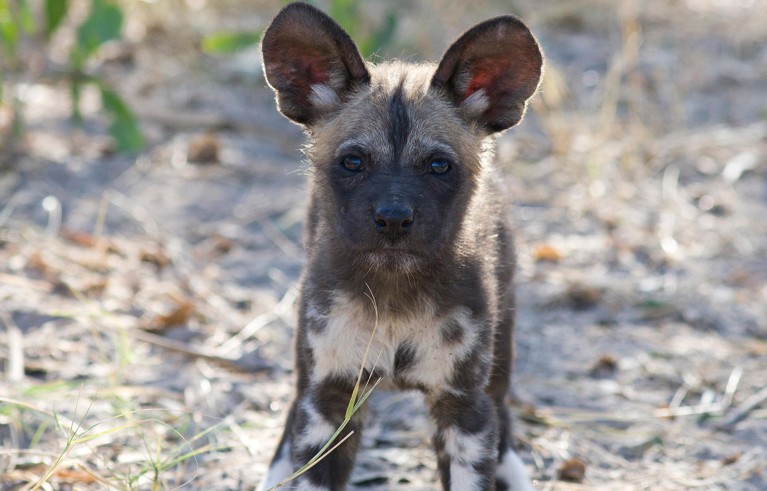 An eight week old African Wild Dog (Lycaon pictus) pup pictured in northern Botswana.