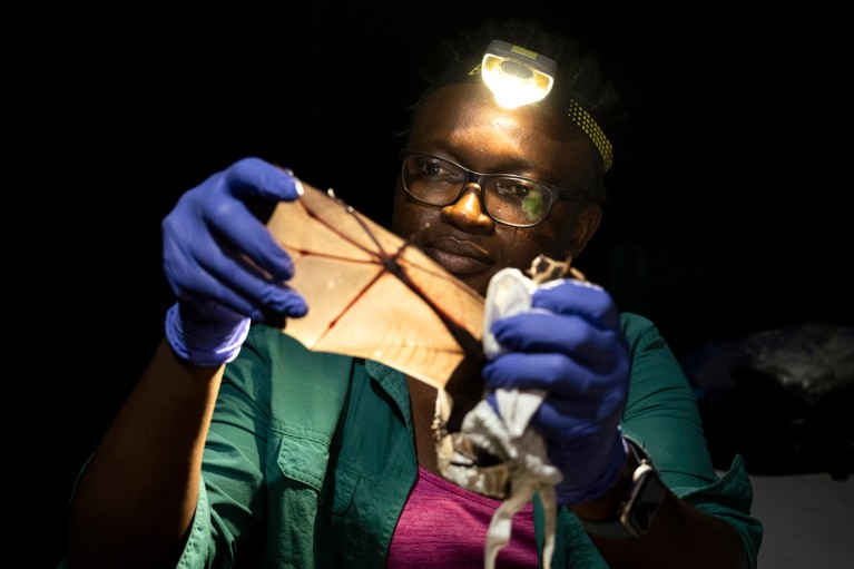 Iroro Tanshi, wearing a head torch, examines the wing feature of the giant round leaf bat at night