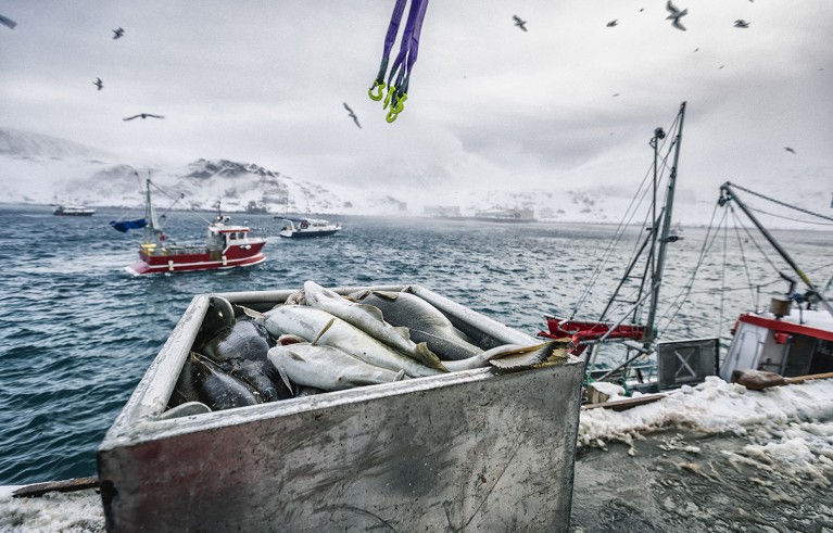 Fishing boats out for skrei cod in the arctic sea with a box of fish in the foreground.