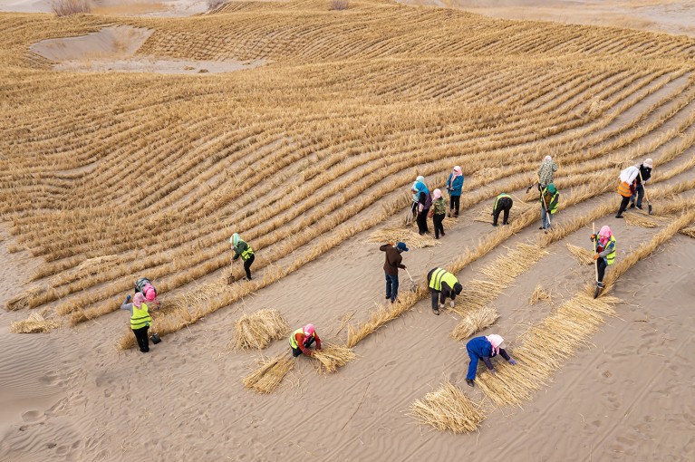 People plant straw sand barriers in the desert at the site of an afforestation project in Jiuquan, Gansu Province, China.