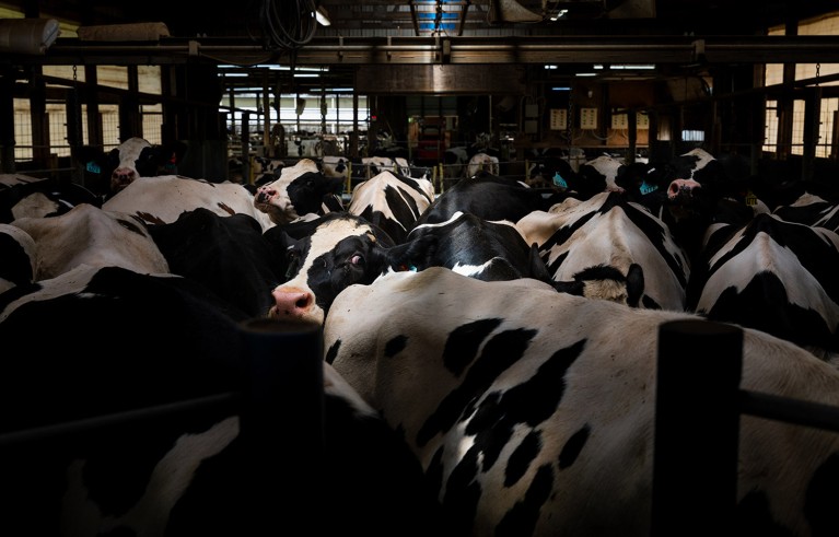 A large number of cows crowd together for their midway milking at a diary in Wisconsin.