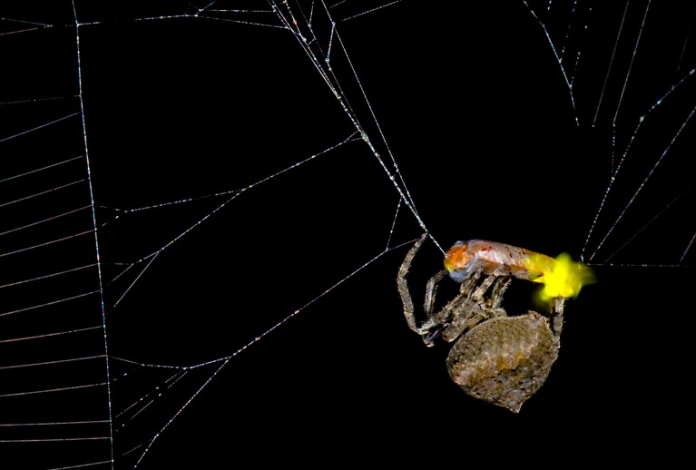 These decoy ‘female’ fireflies lure males to their doom in a spider’s ...