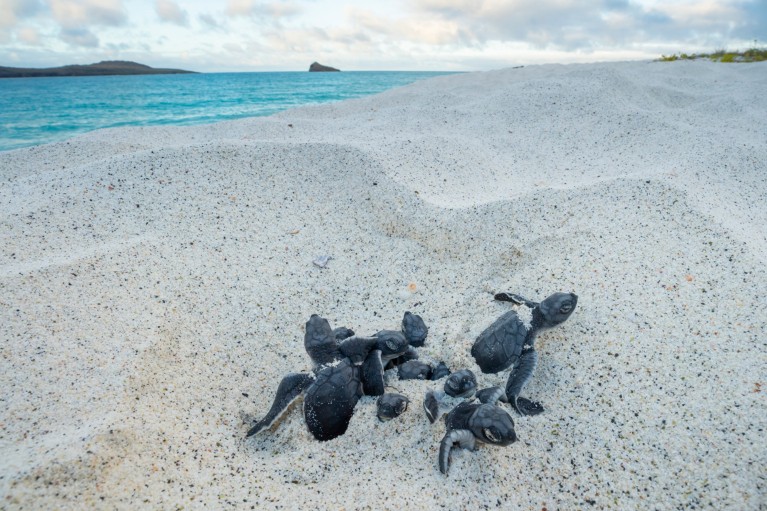 Baby sea turtles ‘swim’ up from buried nests to the open air