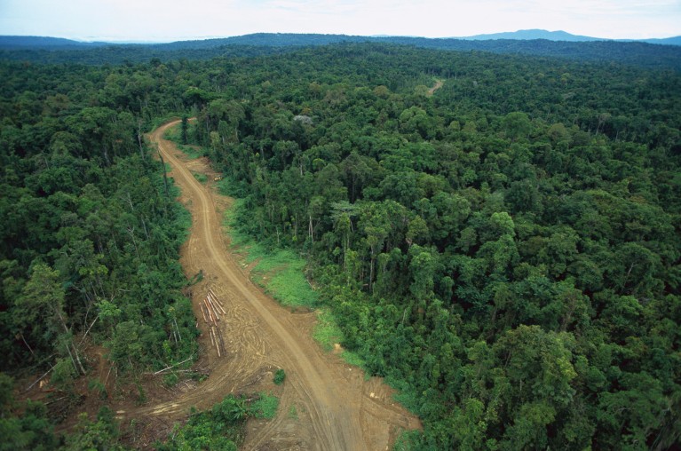 The surprising culprit for the loss of huge swathes of tropical forest