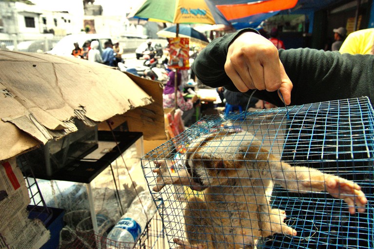 A vendor holds up a caged slow loris in a live animal market in Jatinegara, East Jakarta.