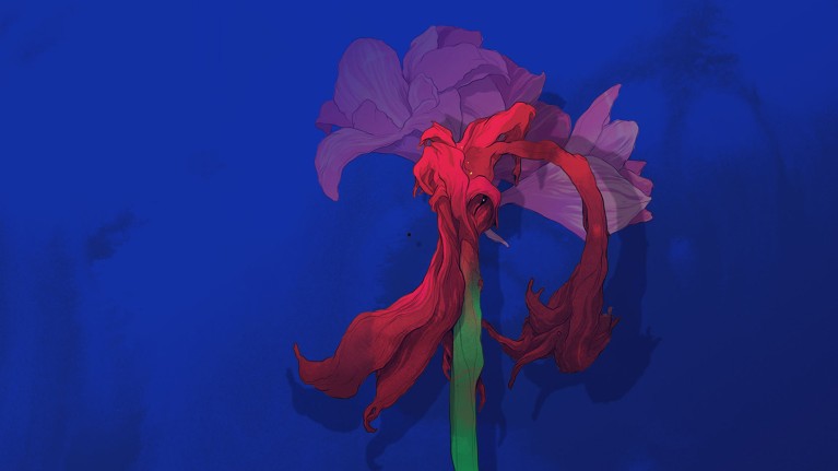 At centre, in the foreground are wilting red petals on a green stalk. Visible in the background, positioned on the same stalked are faded red petals in bloom. The flower is in front of a blue/purple background