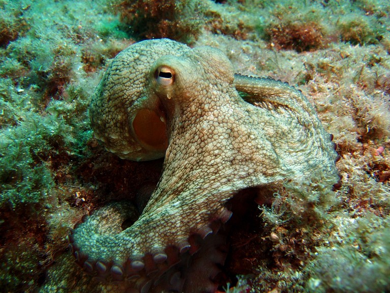 Close-up of a common octopus underwater, camouflaged beige and brown to match the sea floor
