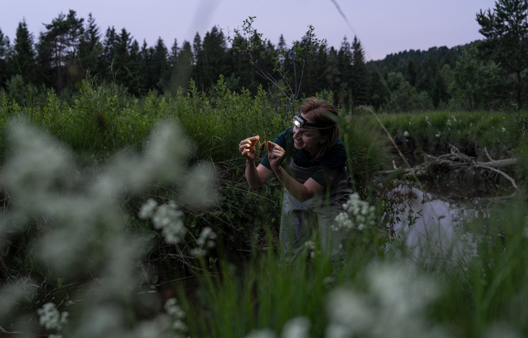 Maria Shrestha with head torch and waterproof suit, holds a crayfish in a wetland a the blue hour.