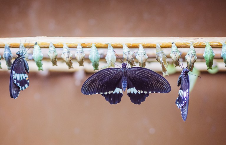Three black, white and lilac butterflies resting on a yellow branch, to which many chrysalises are attached..