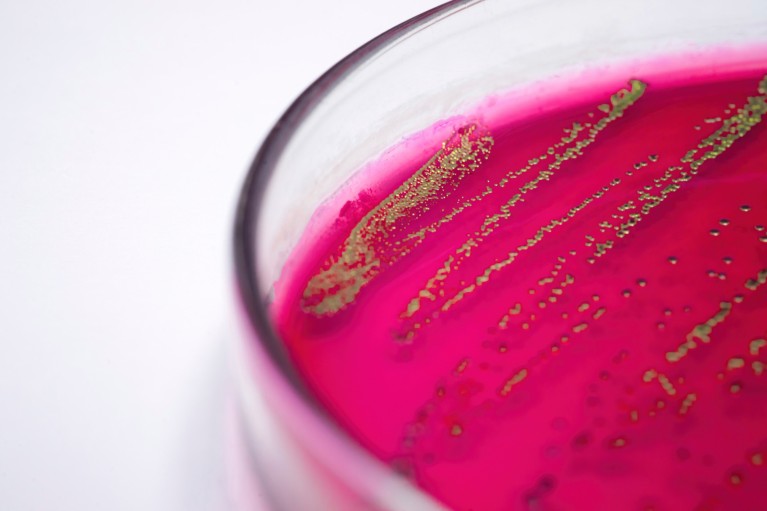 Close-up of E. coli bacteria in a petri dish