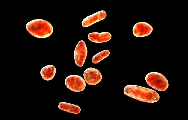Rothia dentocariosa bacteria, red blobs with yellow borders on a black background.