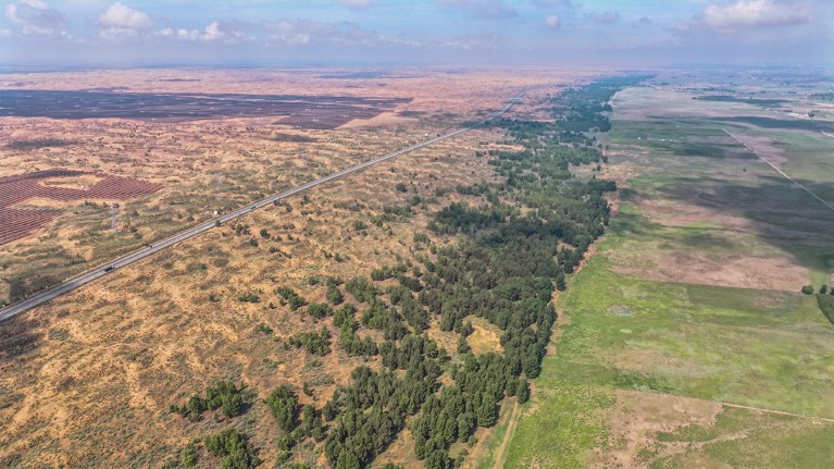 Aerial view of a green line of trees and growth dividing desert-like areas from farmland