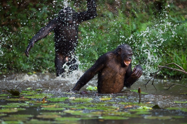 The politics of playful primates | Nature