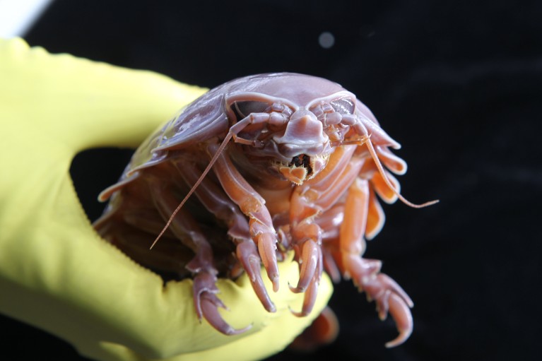 深海巨型甲殼類動物竊取細菌基因以長時間禁食