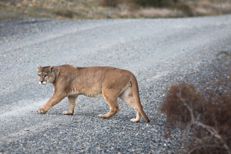 A puma crosses a grey gravel road.
