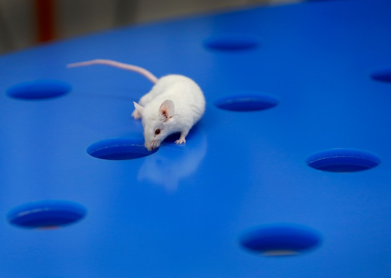 A white laboratory mouse explores a bright blue testing platform with several circular holes