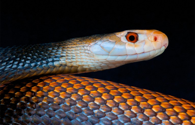 A close-up view of a Taipan snake with detailed scales and a sharp focus on its head and eye. The snake's scales display a gradient of colours from dark blue and black near the head to orange and brown on the body, set against a black background.