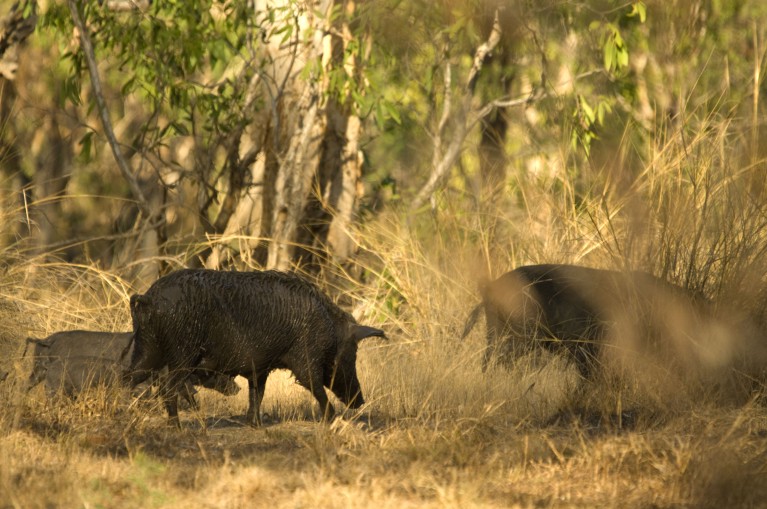 Dark-coloured feral pigs forage in a grassy territory in Australia