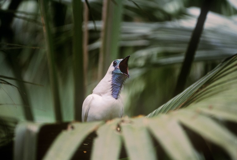 誰是聲音最大的鳥？裸喉 bellbird 爭奪冠軍
