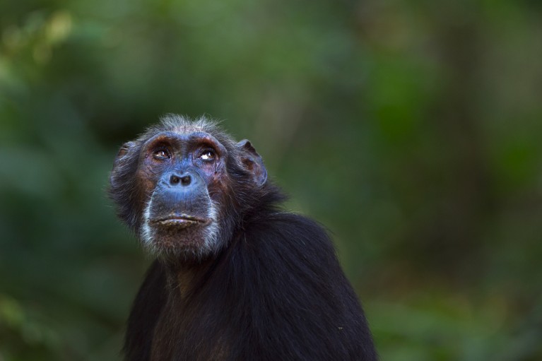 Portrait of an eastern chimpanzee in front of a blurred green leafy background