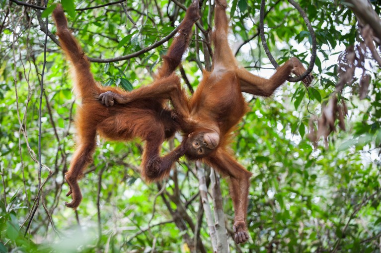 Two orangutans hanging upside down from tree branches in a dense green forest.
